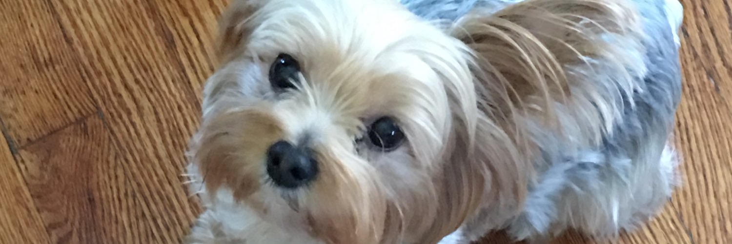 mariabaez29's profile banner image