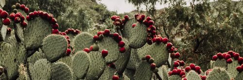 Arturo Churro 🌵🇲🇽 banner