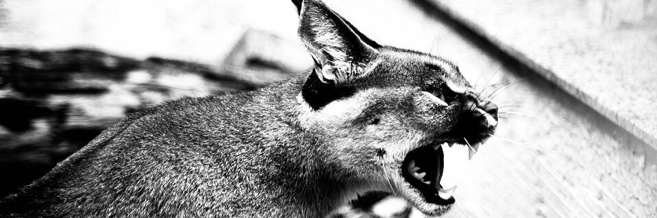 thacaracal's profile banner image