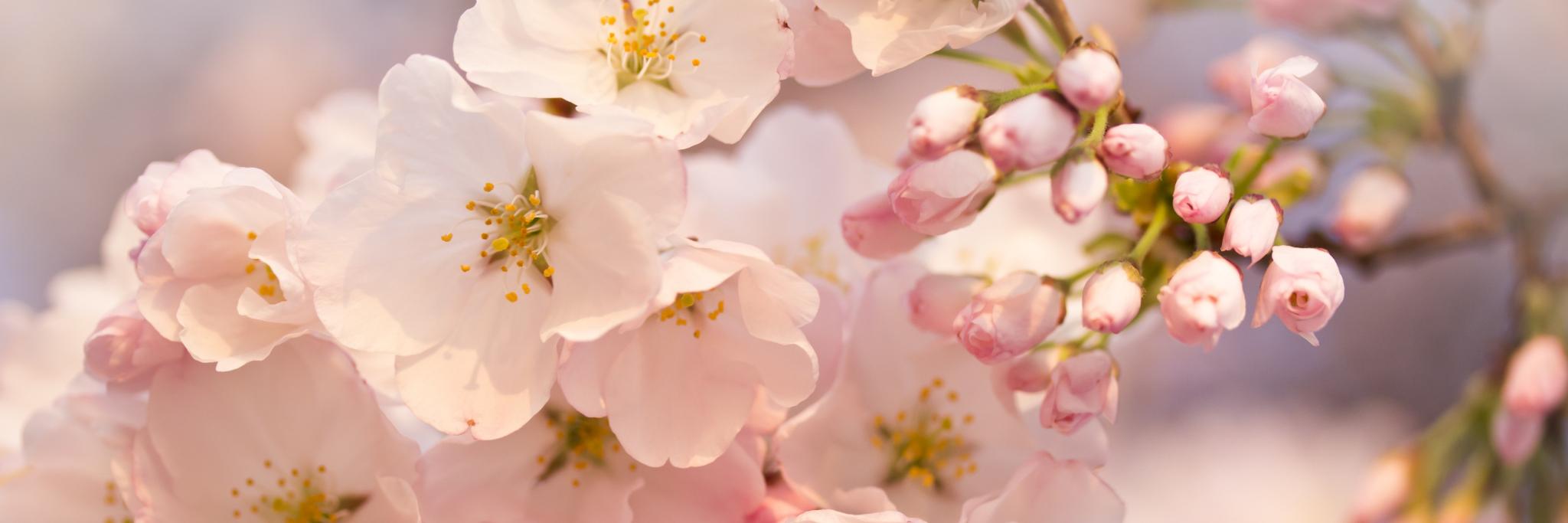 Пещерная Пипа / больше не Кузнец Мордора ☠ banner