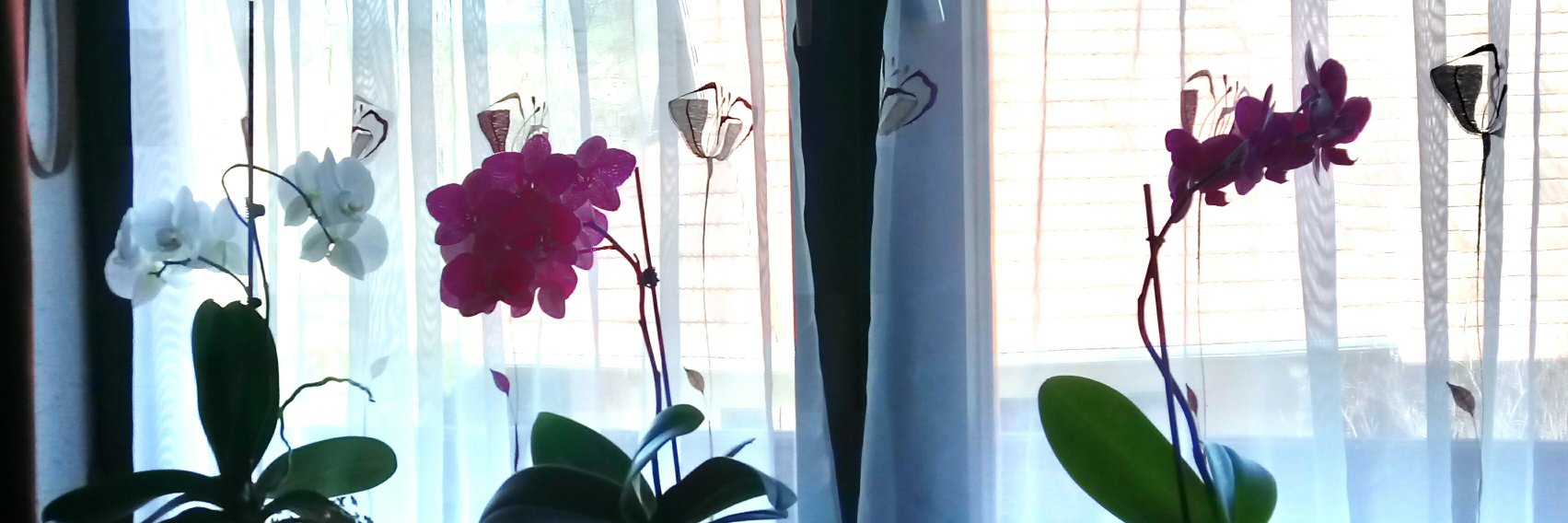 tone_stern's profile banner image