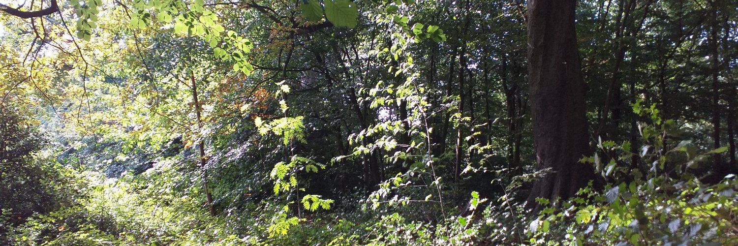 Dr Esther Gómez-Sierra 🐦 @Persiana.bsky.social banner