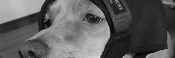 csofiaston's profile banner image
