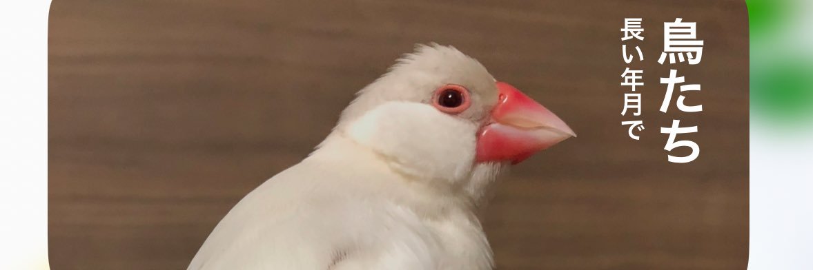 rurokiki's profile banner image