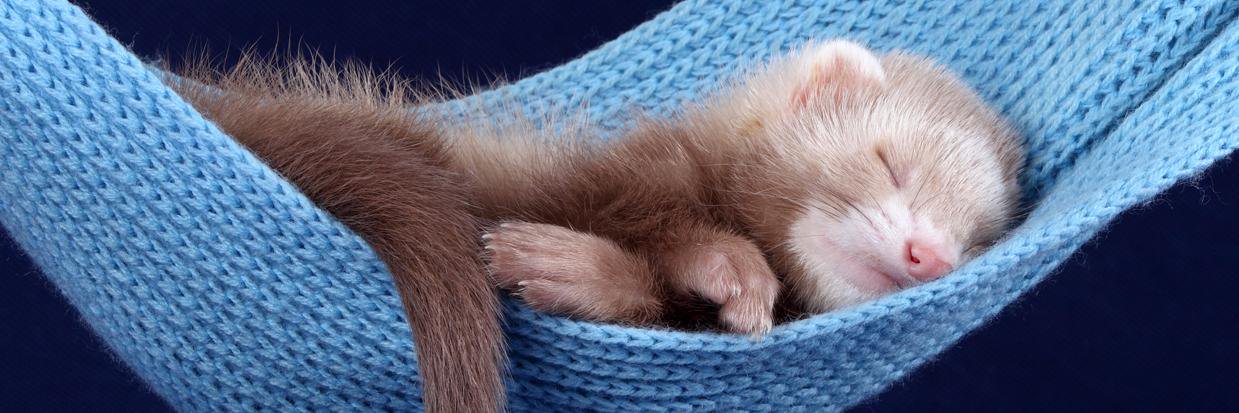 damnferret's profile banner image
