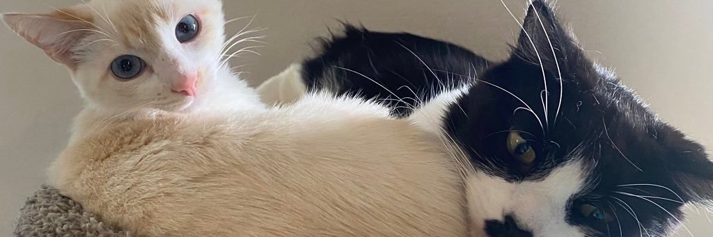 raqarriaga's profile banner image