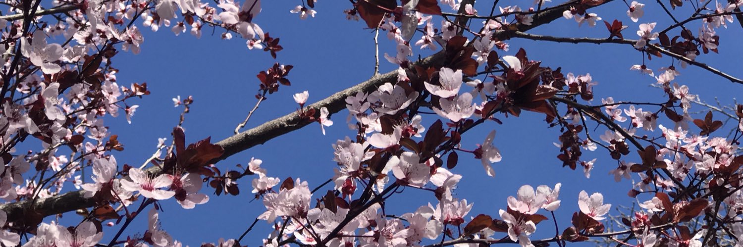 Bianca Ahonen banner
