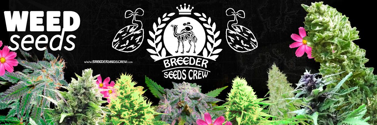 Breeder Seeds Crew banner