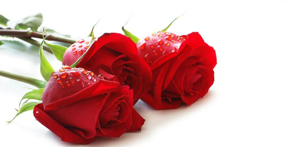 zfarheen1's profile banner image