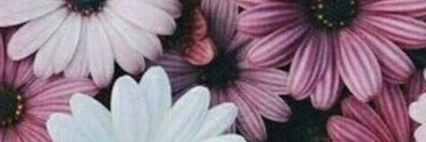 dafnep522's profile banner image