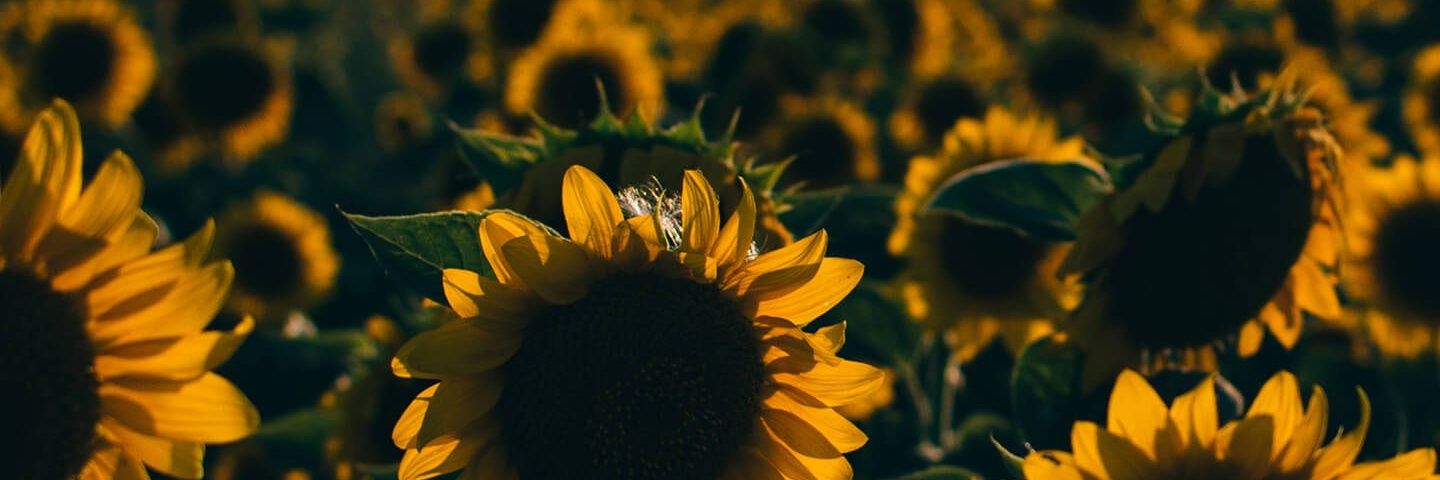atkhsr_'s profile banner image