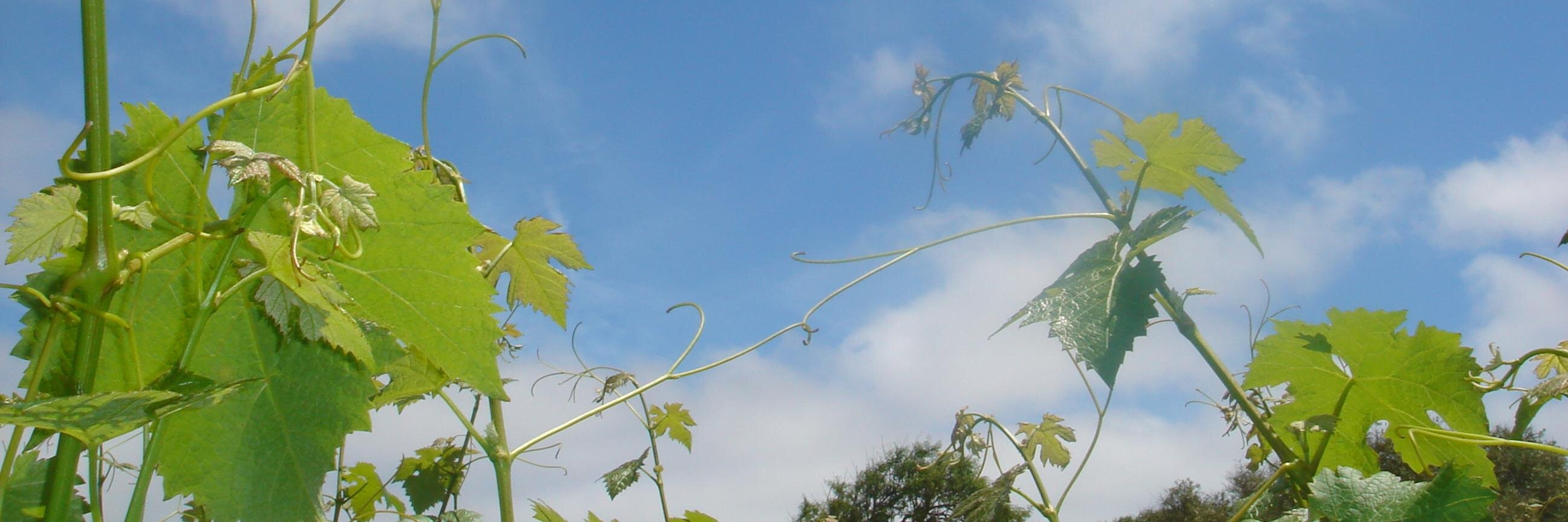 binifadet's profile banner image