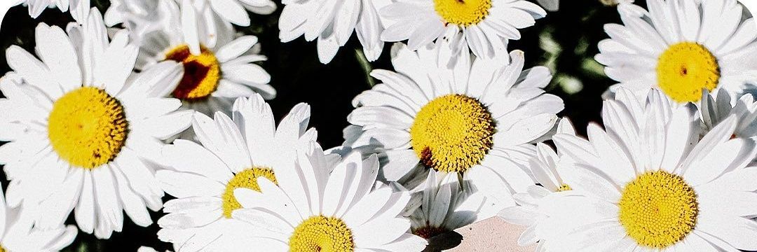 SolPonisio's profile banner image