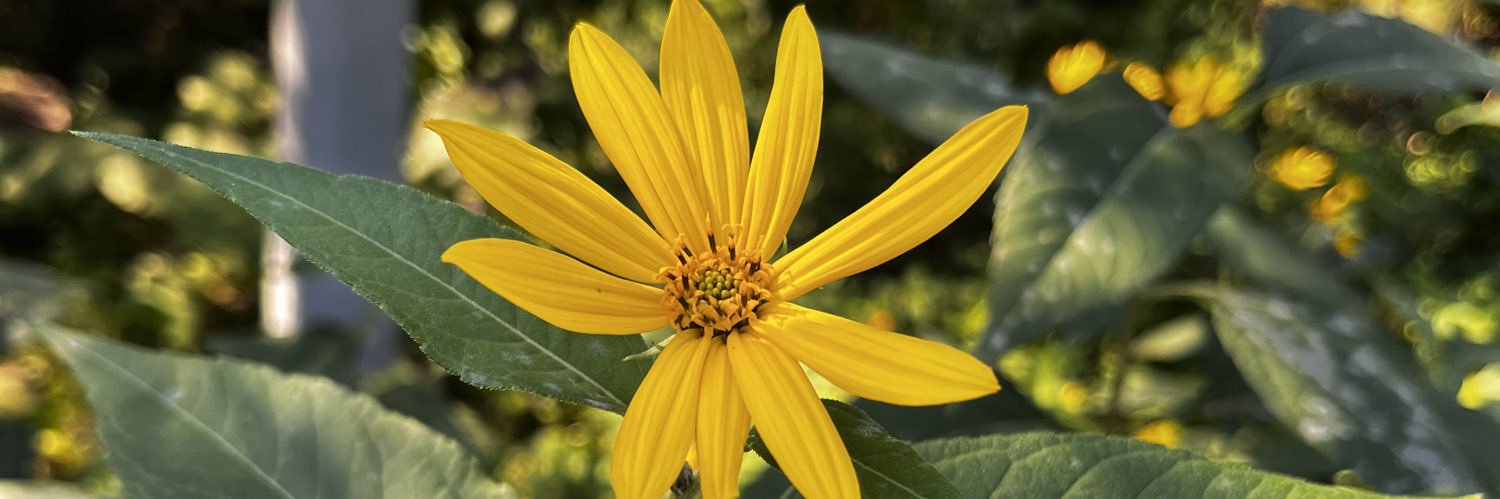 水銀　カピバラ banner