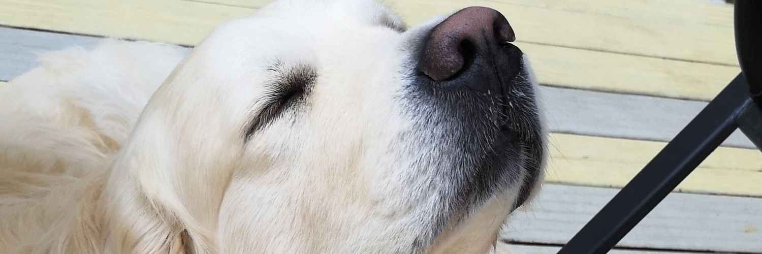 esme_bonner's profile banner image