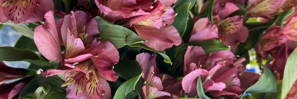 marissaaevans Profile Banner