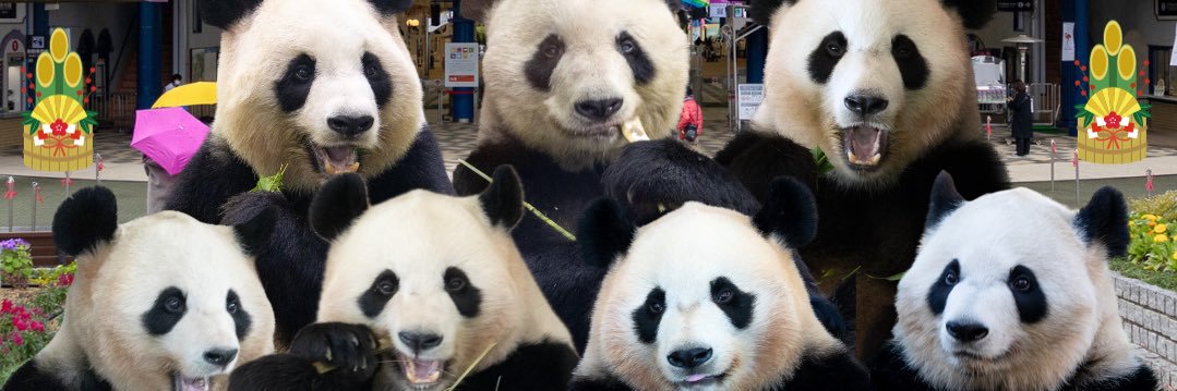 panda1139's profile banner image