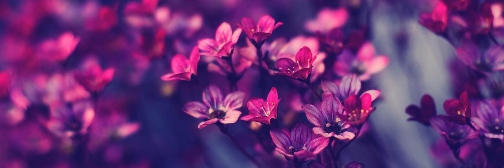CountessJJ's profile banner image