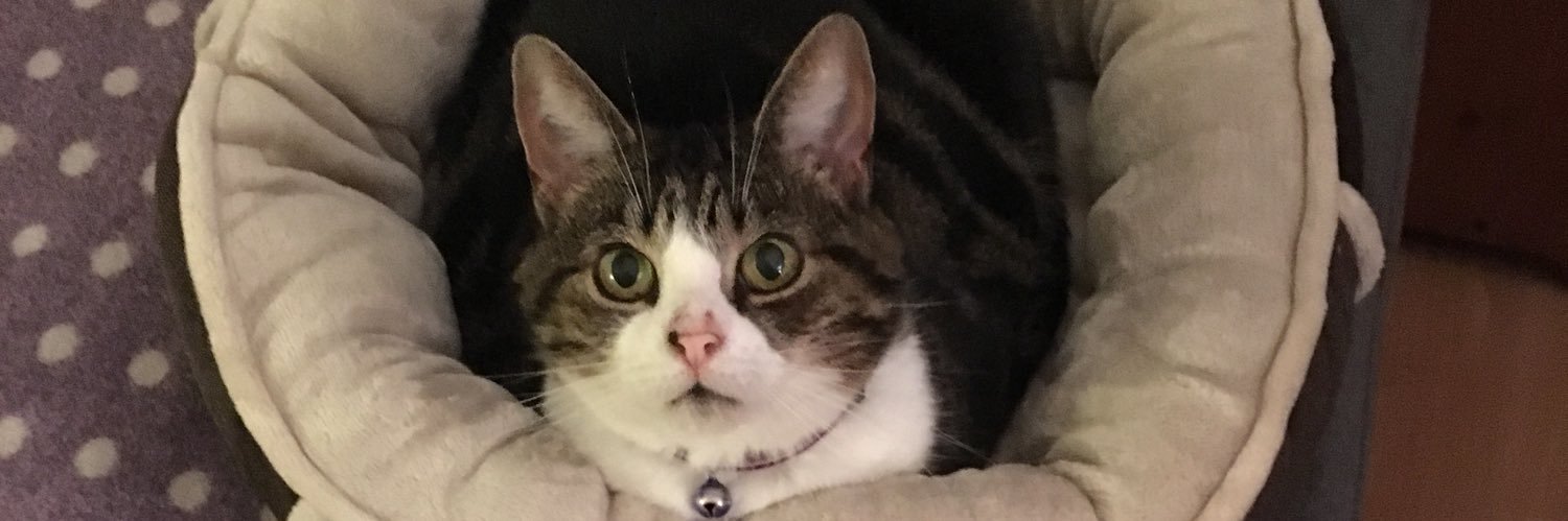 hezzakitty's profile banner image