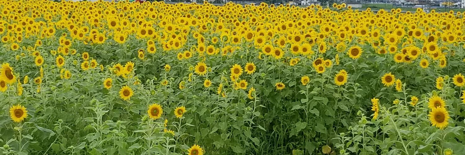 satonoi0312's profile banner image