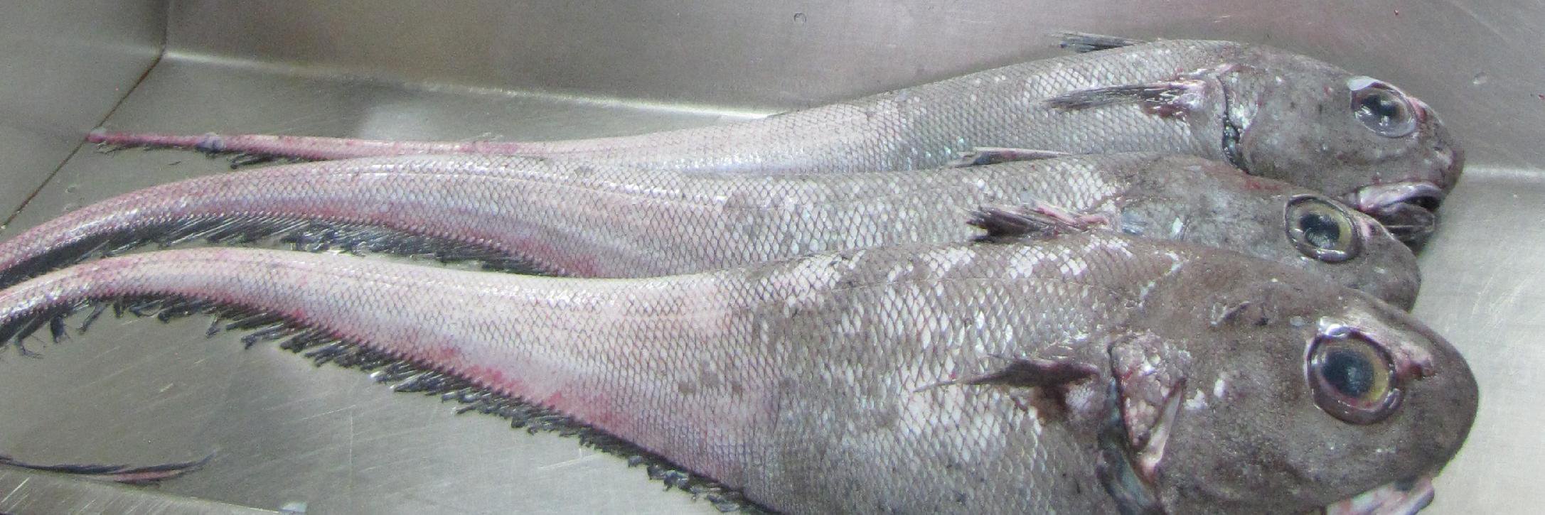 Fish_Evolution's profile banner image