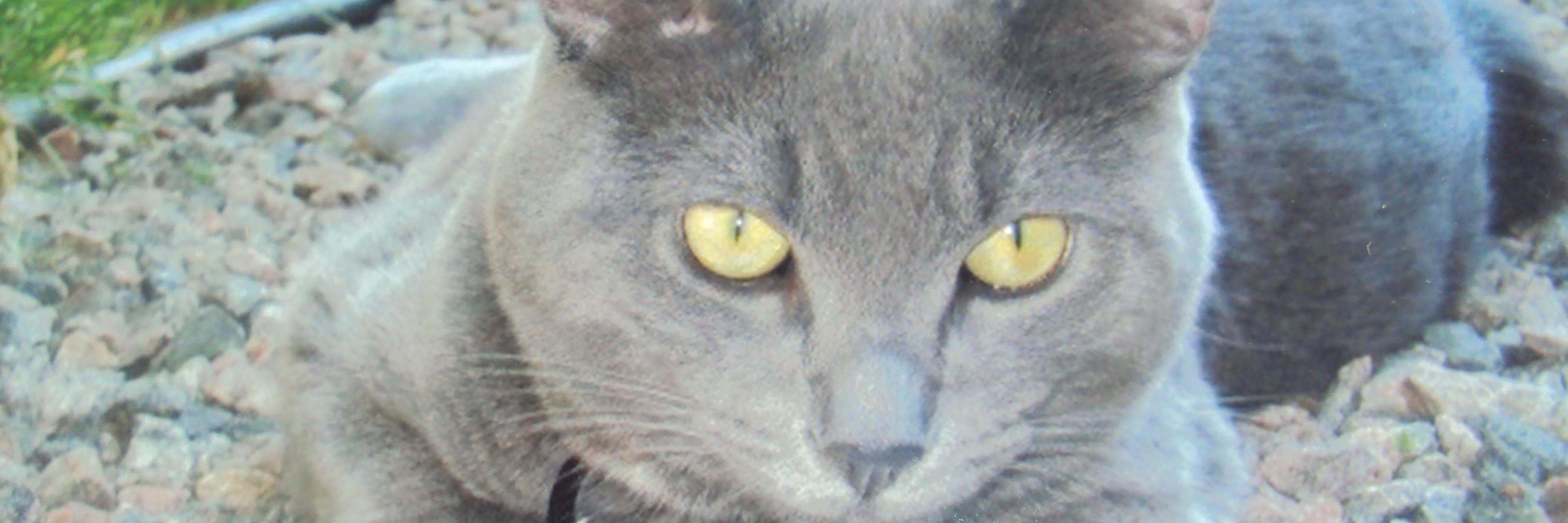 UbuBlue's profile banner image