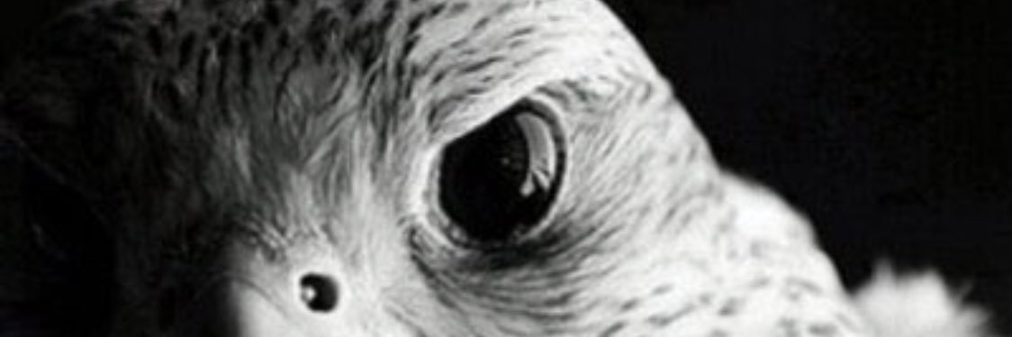 FAHAD1404M's profile banner image