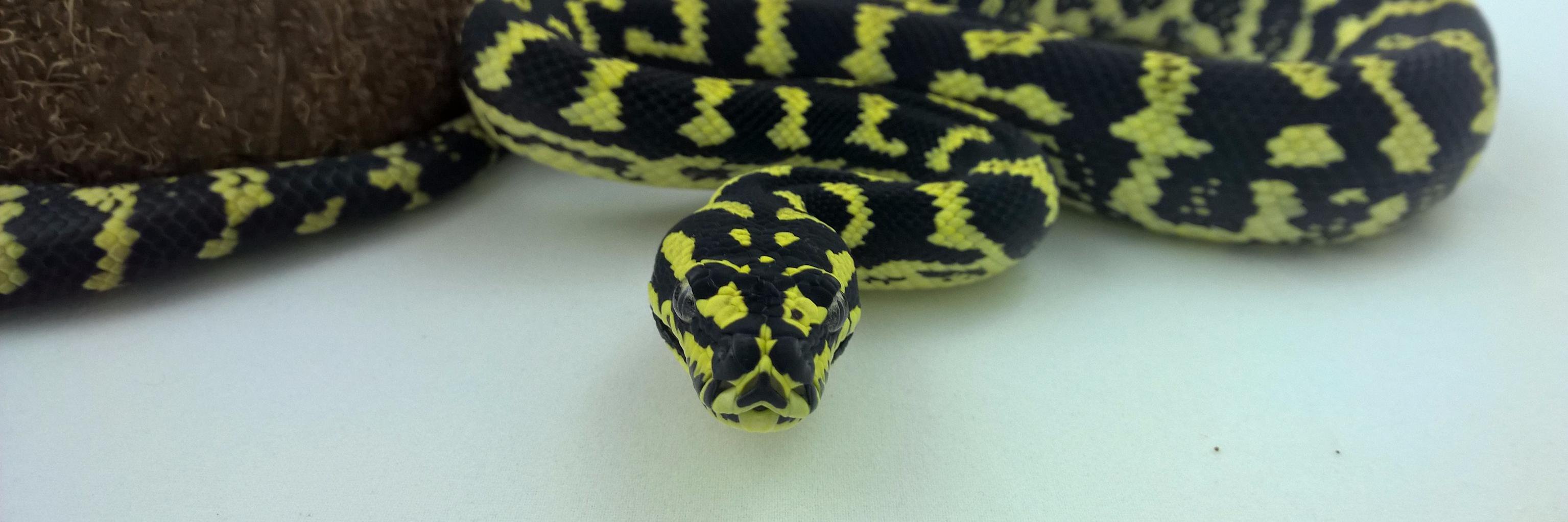 DOC_Reptiles's profile banner image
