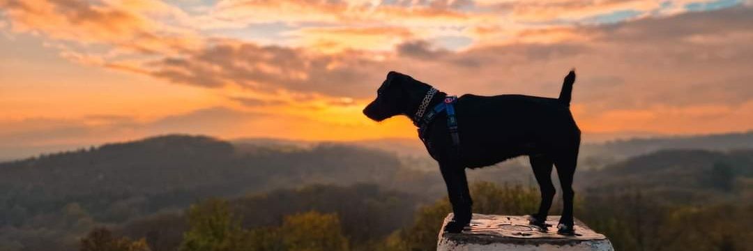 MeganAParker's profile banner image
