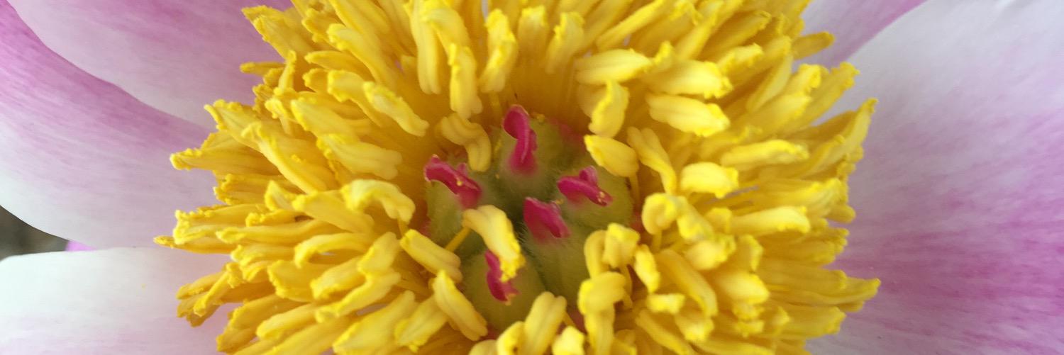 botanicalgarden's profile banner image