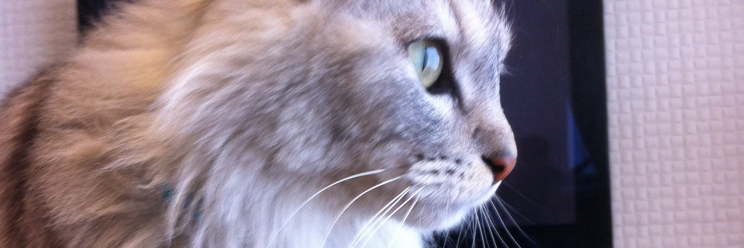 obaamu's profile banner image