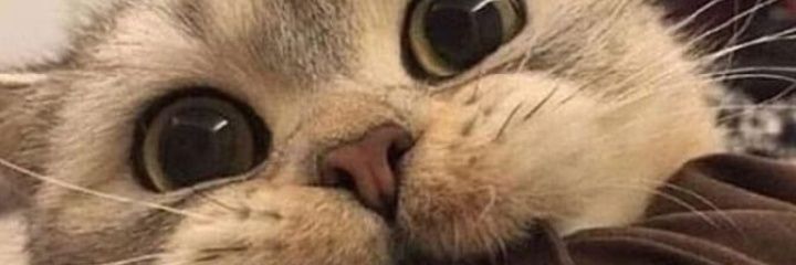 ailuroooophile's profile banner image