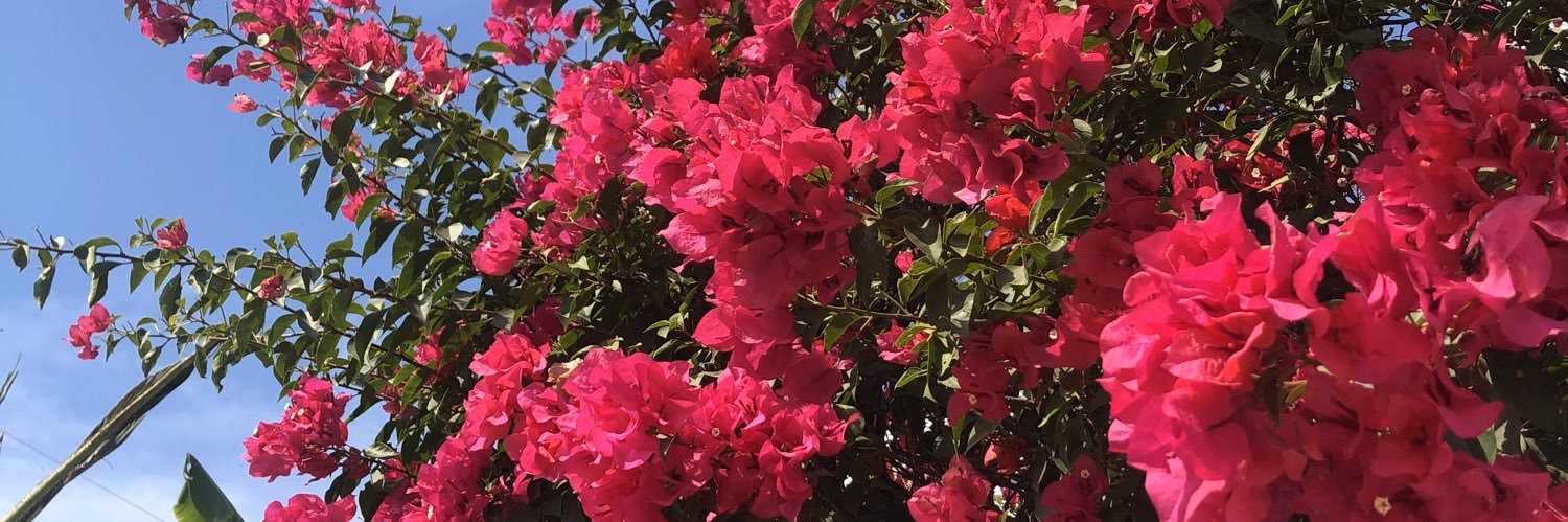 danielaguevara's profile banner image