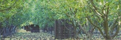 EnterMyOrchard's profile banner image