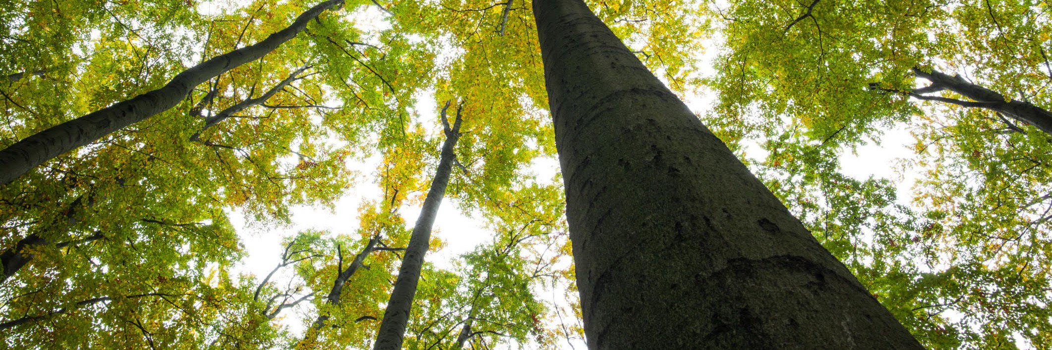 NatureTreeCare's profile banner image