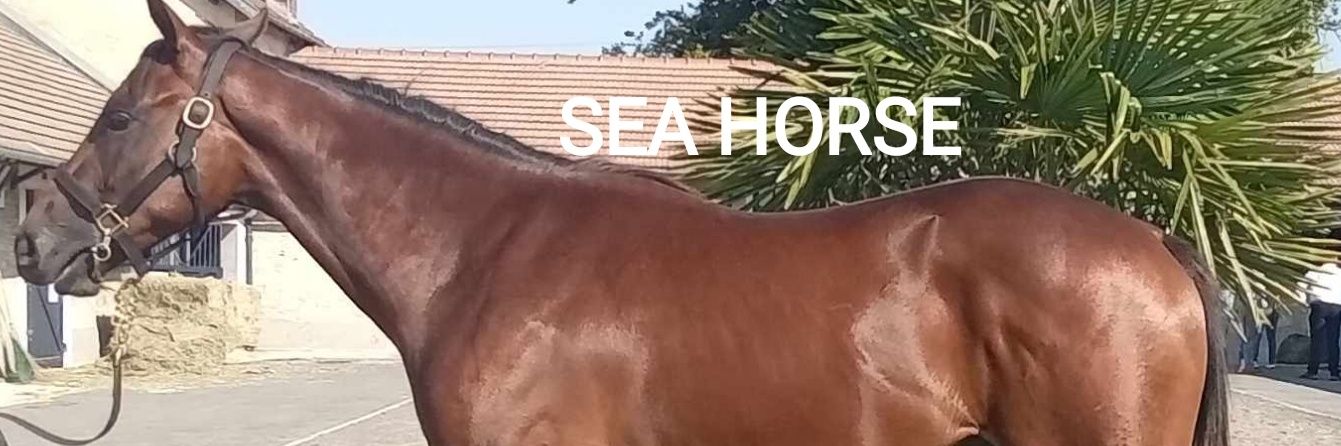 moonlight1220 🏇🇺🇦 banner