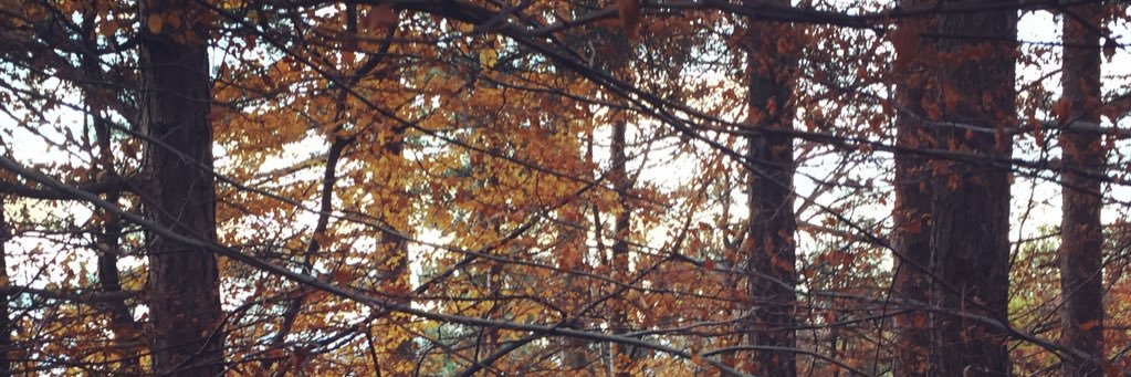 LorenaCinqueman's profile banner image