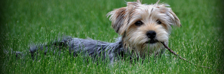 Alexander Chen banner