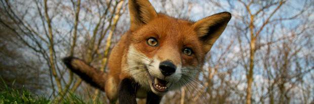 felicityfox644's profile banner image