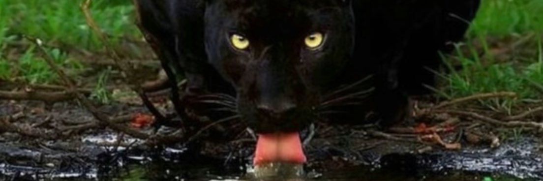 Senju the Don banner