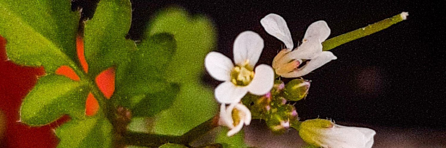 MisguidedGnomo's profile banner image