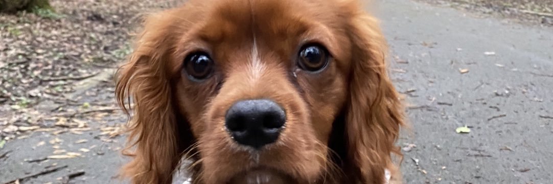 Gary Barden ⚒ 💙 banner