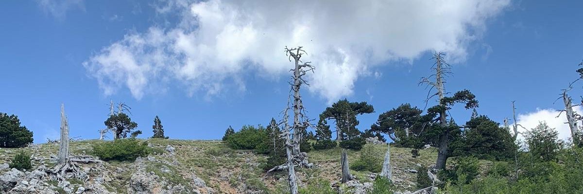 BiaginaMaimone's profile banner image