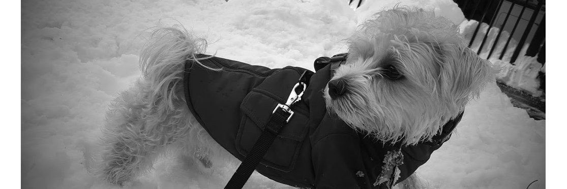 _Rocket182's profile banner image