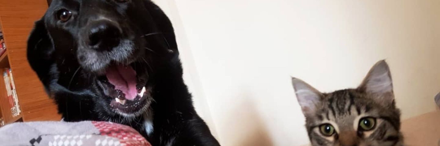 silatekbas's profile banner image