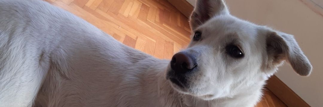 Javier Torralba banner