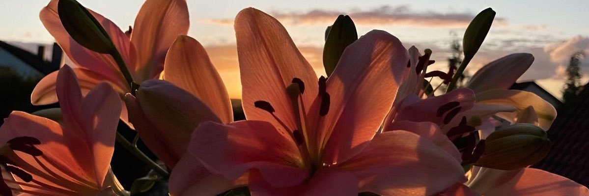 basak_b's profile banner image