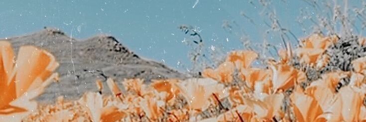 bella_fraga's profile banner image