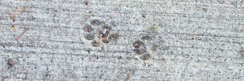 🌈Popcorn’s Scratch Pad 🐾 banner