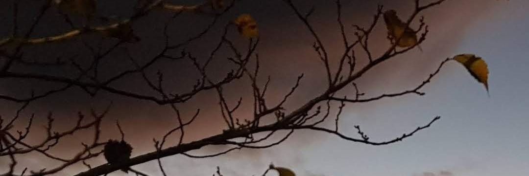 Carlos de Collado banner